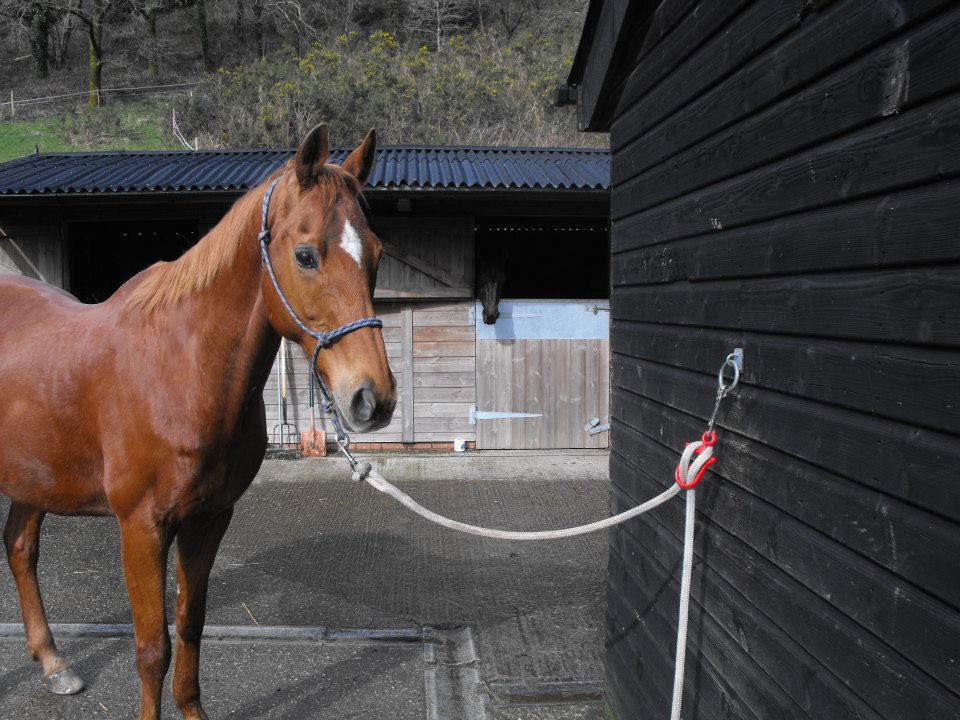 Dangers of tying your horse to baler twine revealed